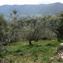 Olive tress at the Capezzana estate